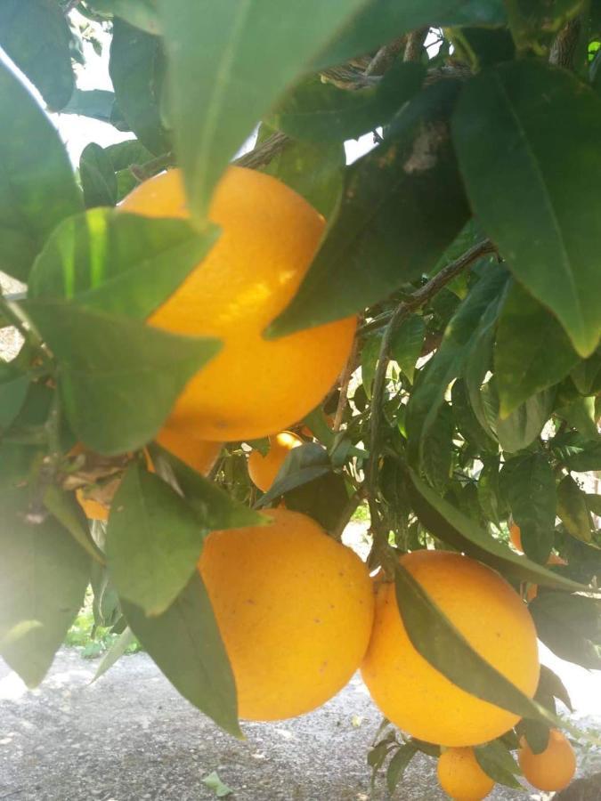 Lemon Tree Cottage Finikounta Exterior foto