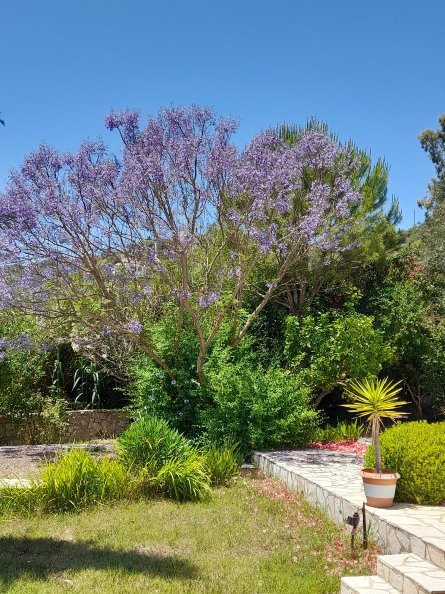 Lemon Tree Cottage Finikounta Exterior foto